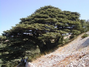 レバノン杉